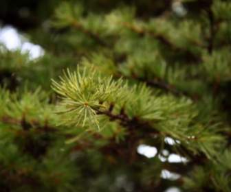 Pine Pine Branch Pine Needles