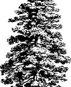 Sosna Drzewo Clipart