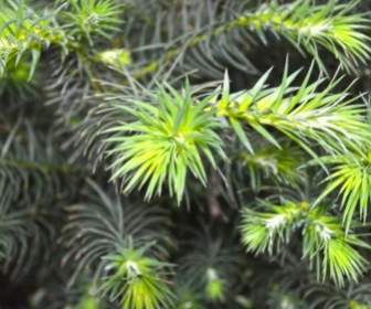 Pohon Pinus Hijau