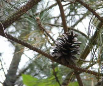 Biji Pinus Di Pohon