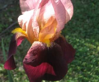Iris Merah Muda Dan Merah Marun