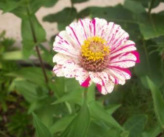 Pink And White Flower