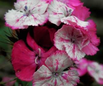 Pink And White Flowers