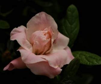 Flor De Flor Azaléia Rosa