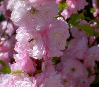Pink Bloom Flower