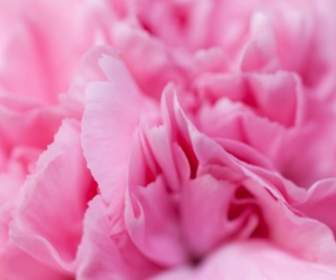 Pink Carnation Detail