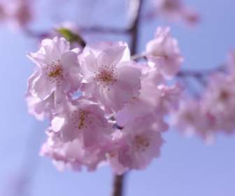 розовые цветки вишни