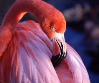 粉红色的火烈鸟壁纸鸟类动物