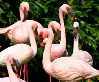 Pink Flamingos Water Birds Fowl