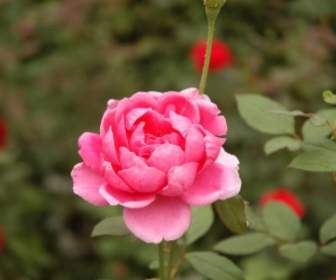 زهرة الوردي