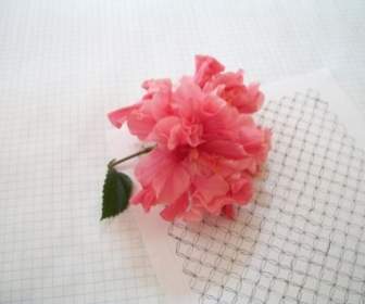 Flor-de-rosa