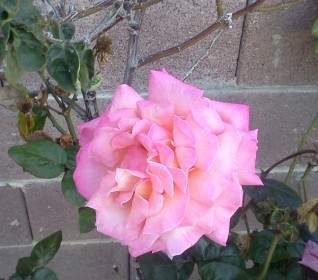 Rosa Blume Blüte