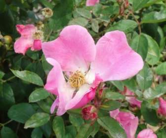 Fiore Rosa In Fiore