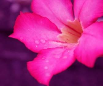 雨滴とピンクの花