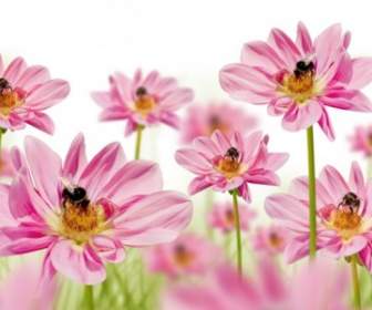 Pink Flowers With Bees Hd Picture