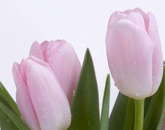 Pink Fresh Tulips Wallpaper Flowers Nature