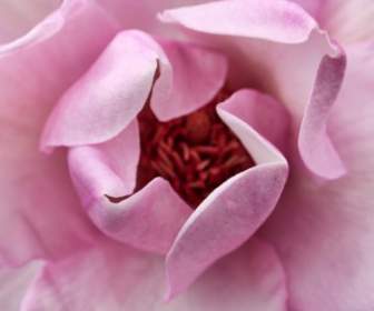 Rosa Gartenblumen