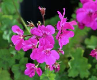 핑크 제라늄 꽃 식물