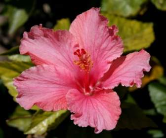 Pink Hibiscus Blossom