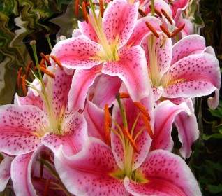 pink lilies lily