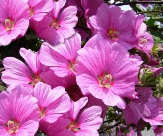 핑크 맬로 꽃 꽃