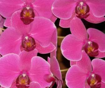 핑크 핑크 Phalaenopsis 난초