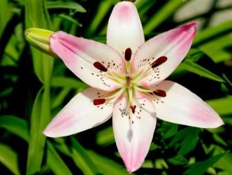 pink pink flower nature