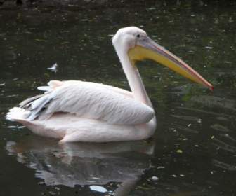 Pink Pink Pelican Pelikan