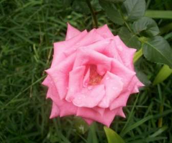 Mawar Merah Muda