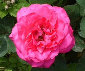 Rose Rose