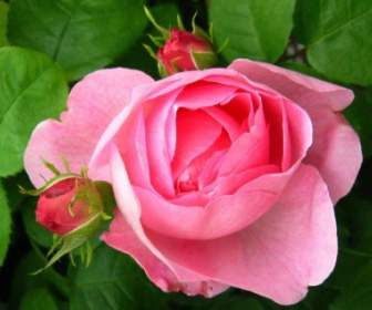 Pink Rose And Buds