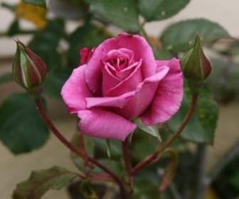 ピンクのバラと 2 つの芽
