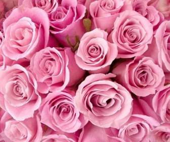 Pink Rose Background Picture