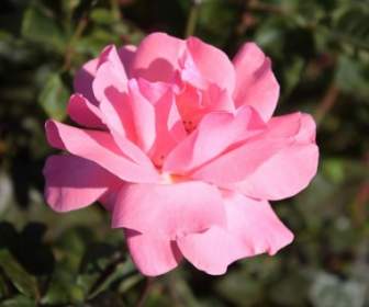 Fioritura Rosa Rosa