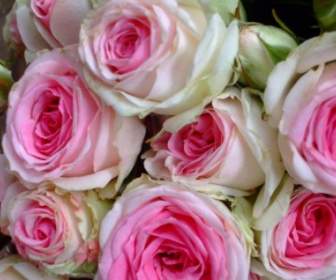 Bouquet De Rose Rose