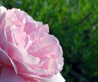 Rosa Rosa Closeup
