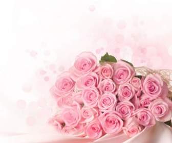 粉紅色的玫瑰高清圖片