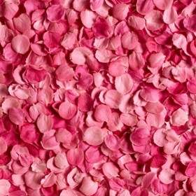粉红玫瑰花瓣背景图片