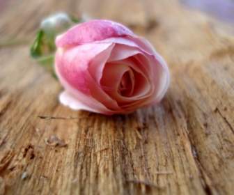 Nature Fleurs Fond D'écran Rose Rose