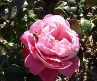 Pink Rose With Bee