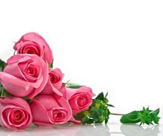 粉紅玫瑰花束圖片