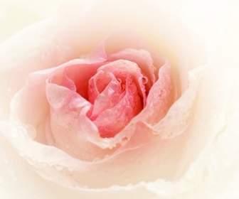 Gambar Closeup Mawar Merah Muda