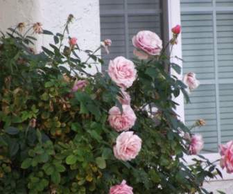 Rose Rosa Su Bush