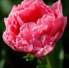 Tulipano Rosa