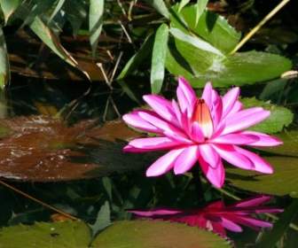 زهرة النباتات المائية زنبق الماء الوردي.