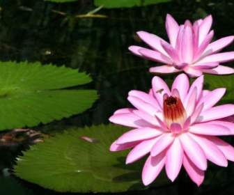 Pink Bunga Lili Air Madu Lebah Lily Pad