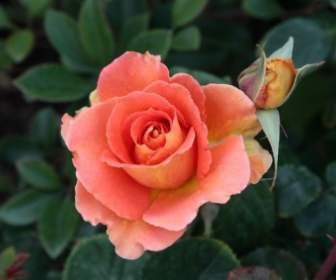 Pinkorange Rose Bloom Avec Bud