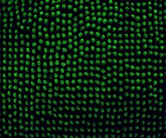 ピクセルの表面の緑