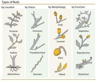 Plant Buds Clasification Clip Art