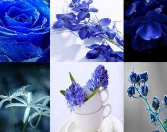 Plantez Des Fleurs Hd Photo L'élégance Discrète Du Bleu